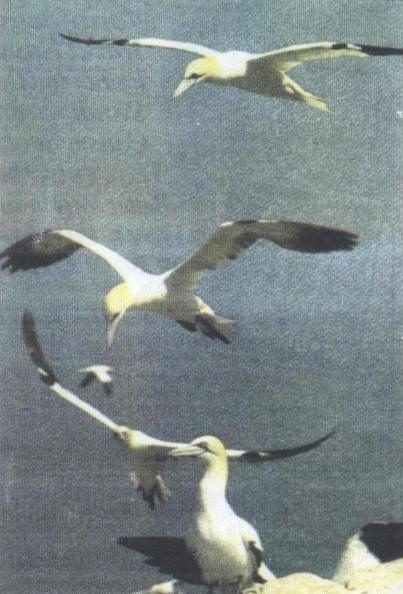 Gannets
