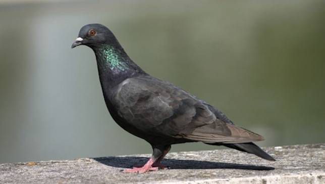 pigeon