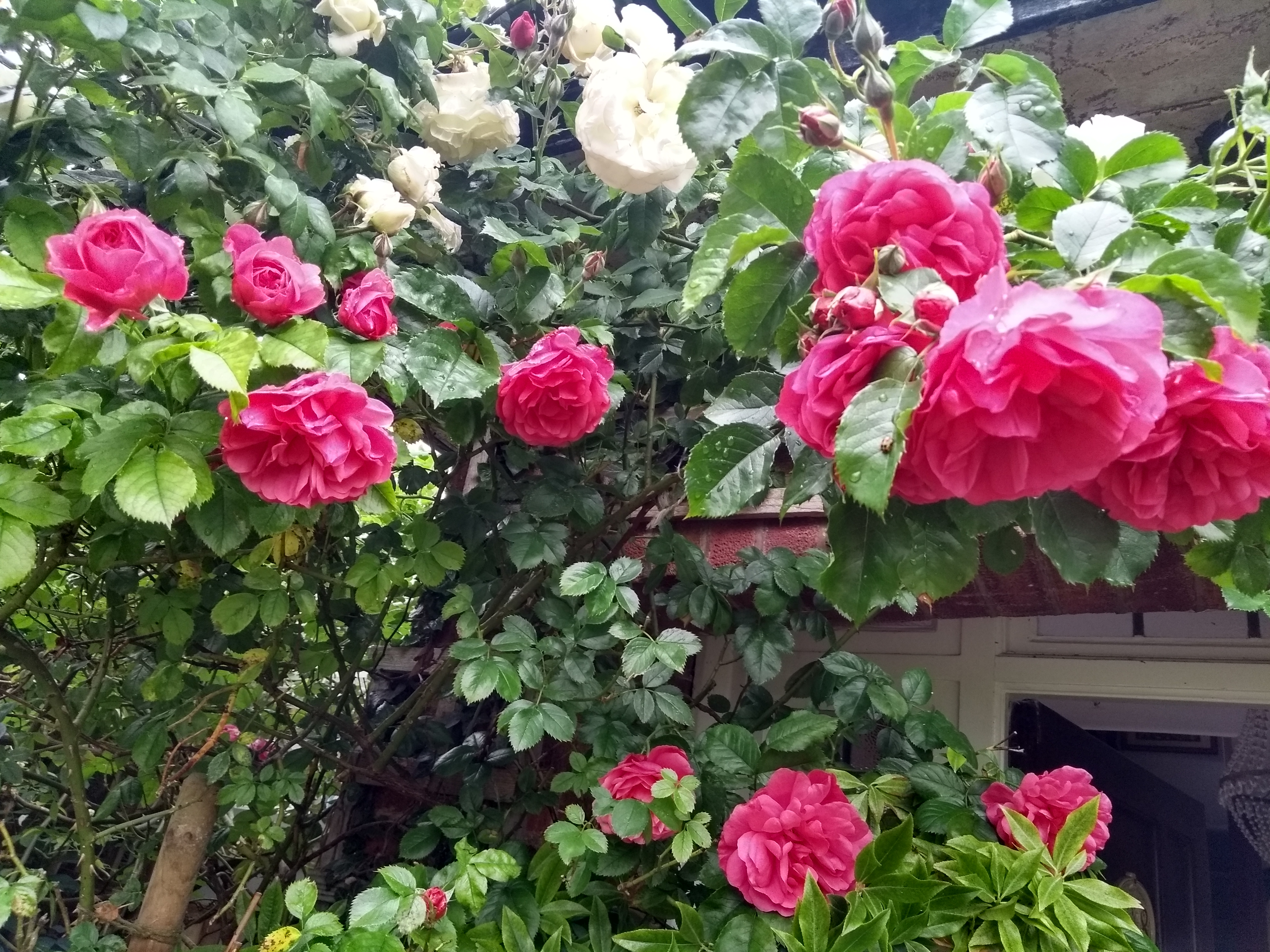 RosesAbove