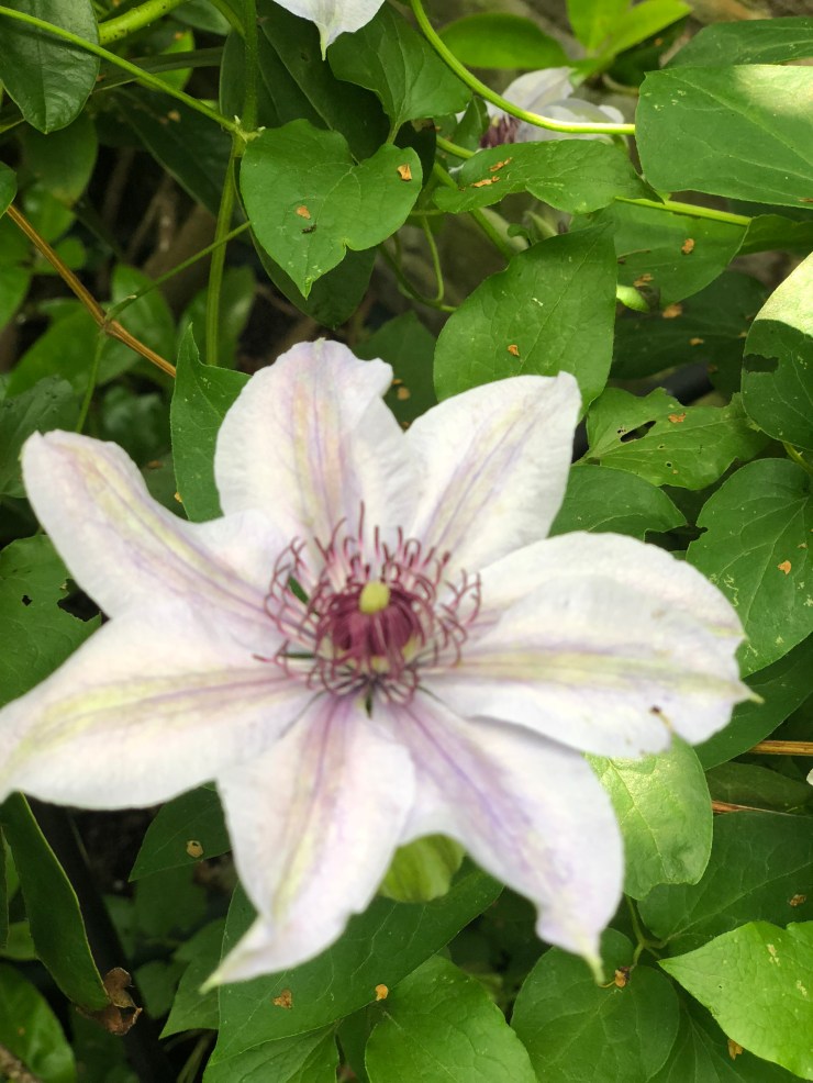 Clematis2