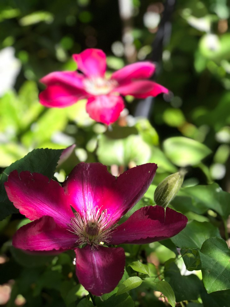 PinkClematis