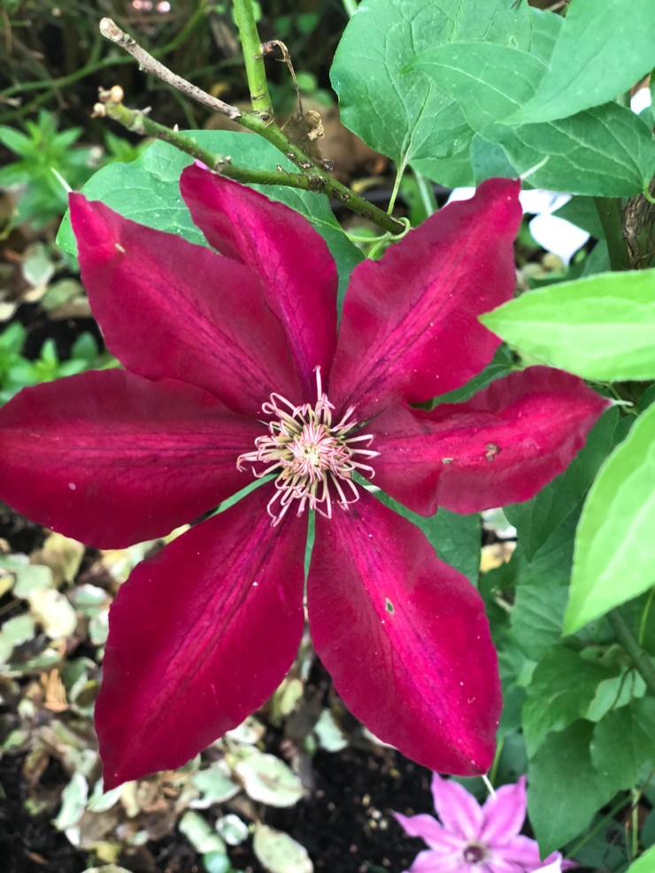 PinkClematis4
