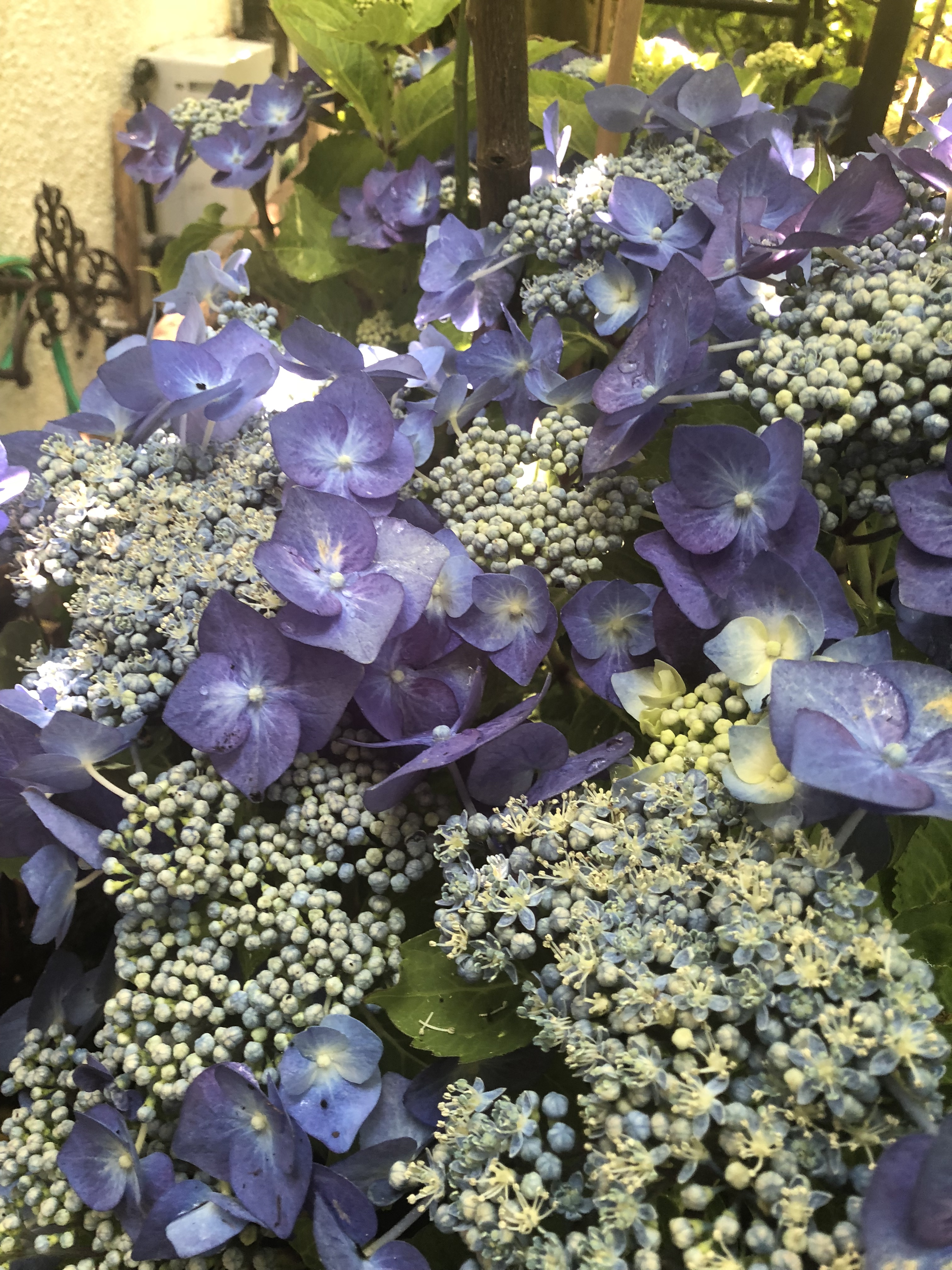 BlueHydrangea2