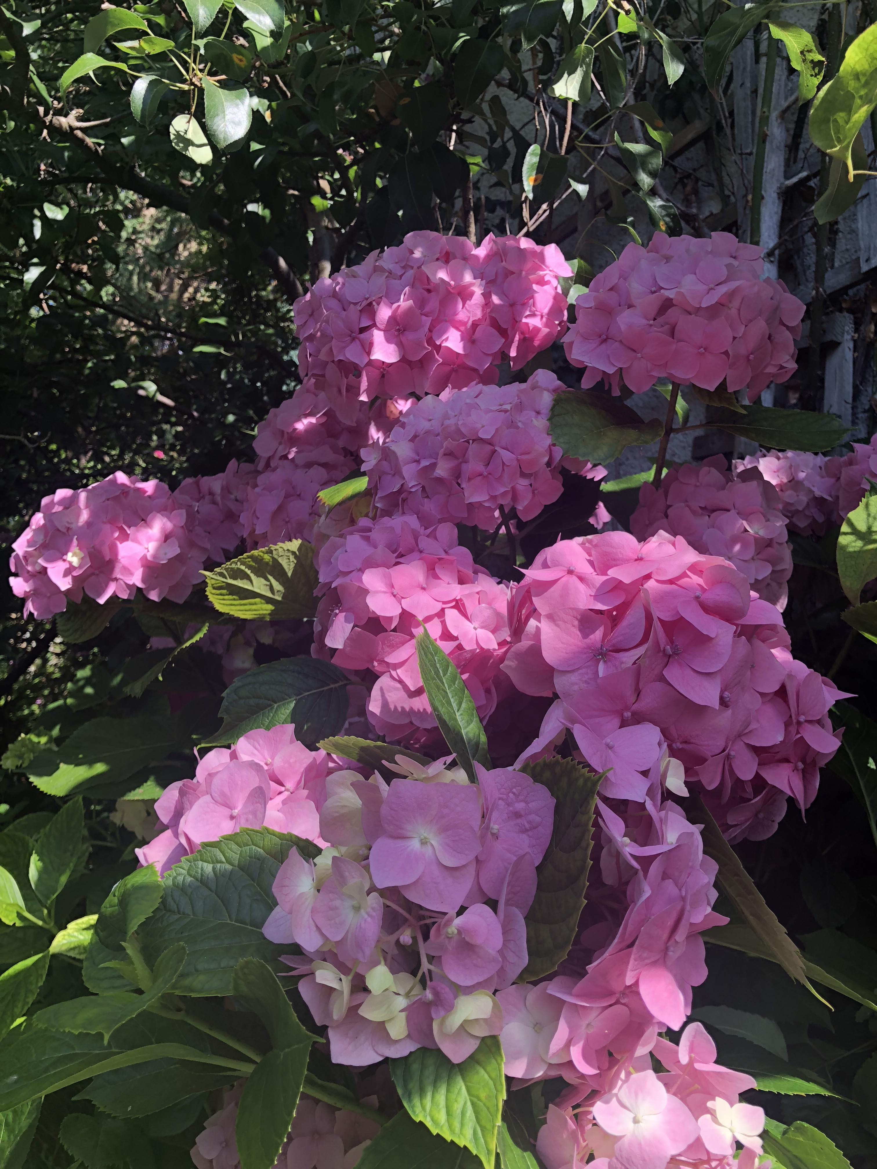 PinkHydrangea1