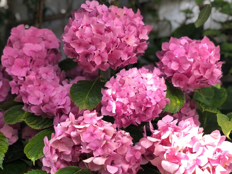 PinkHydrangea7