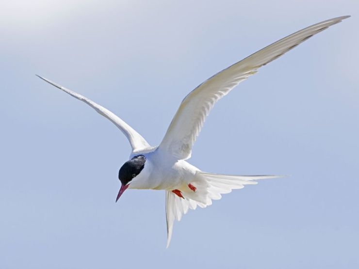 ArcticTern
