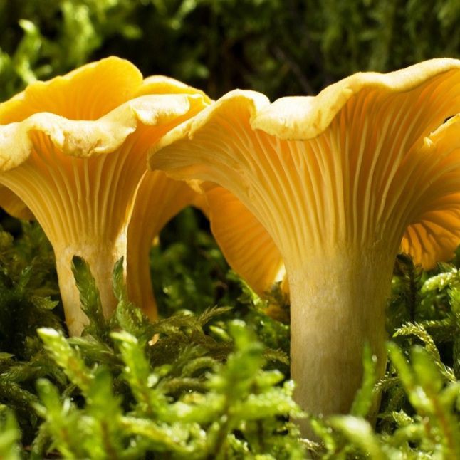 Chanterelle