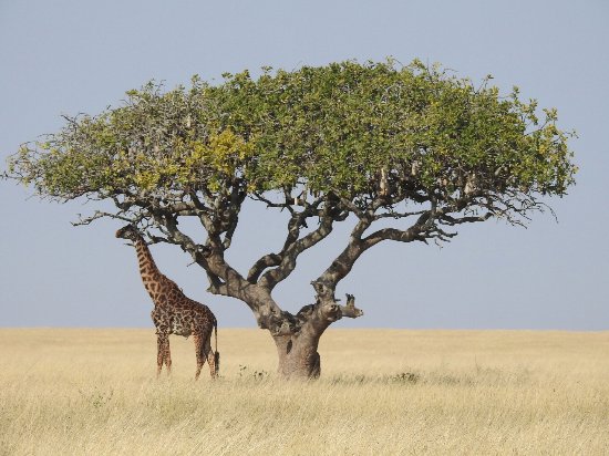 giraffeacacia