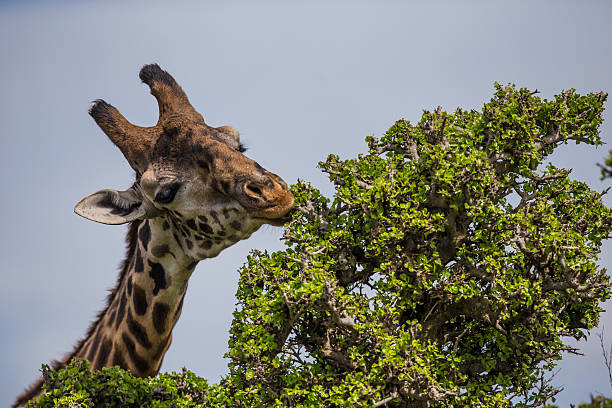 Giraffa (camelopardalis tippelskirchi), Giraffe, Masai Mara National Reserve.