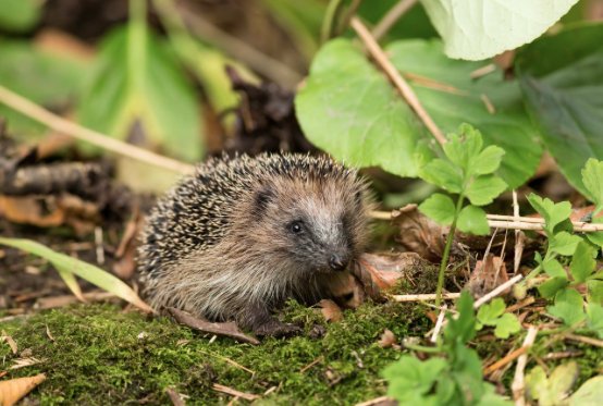 HedgehogGarden