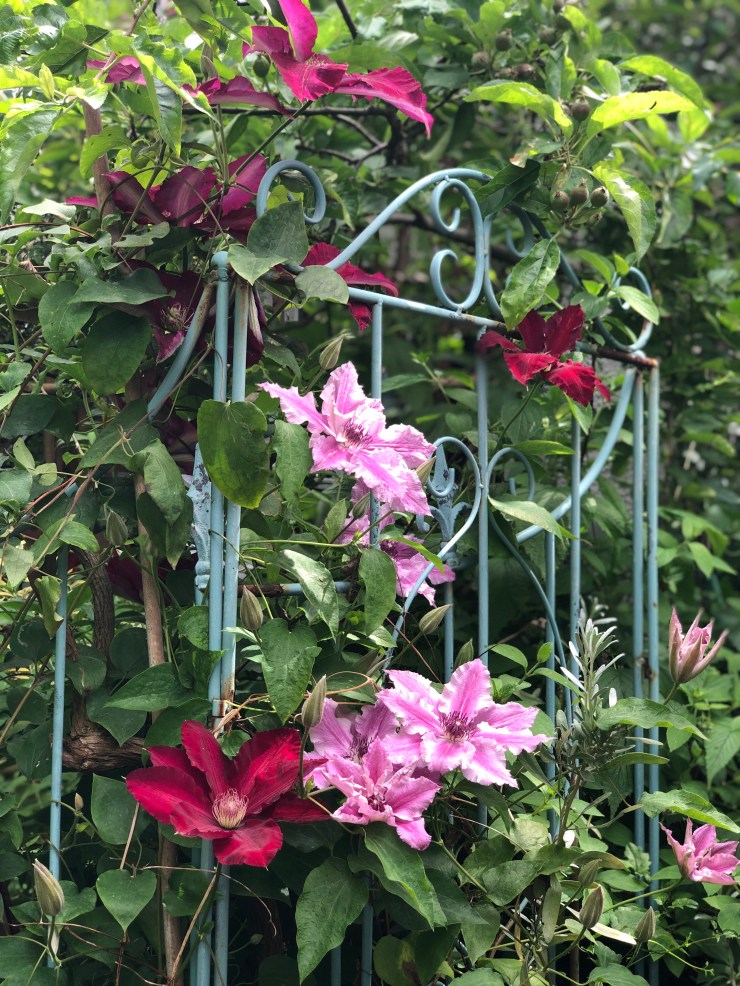 MixedClematis