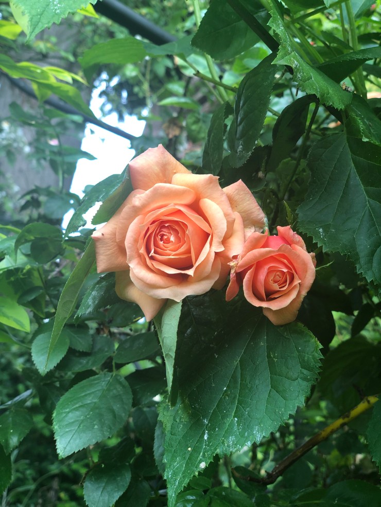 PeachRoses