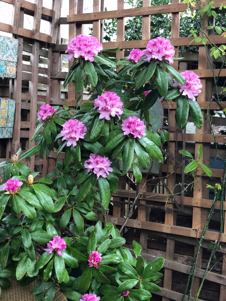 Rhododendron2
