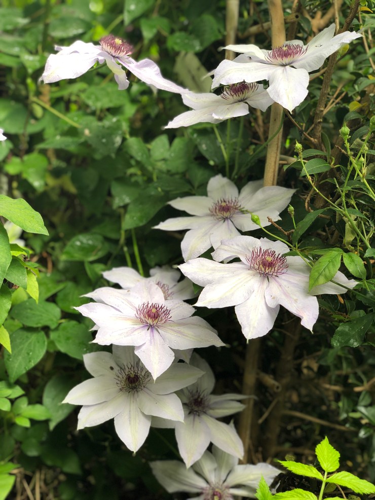 WhiteClematis2