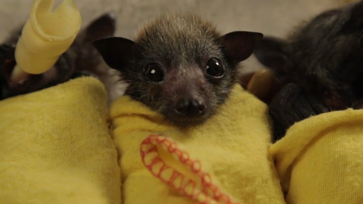 BabyBat