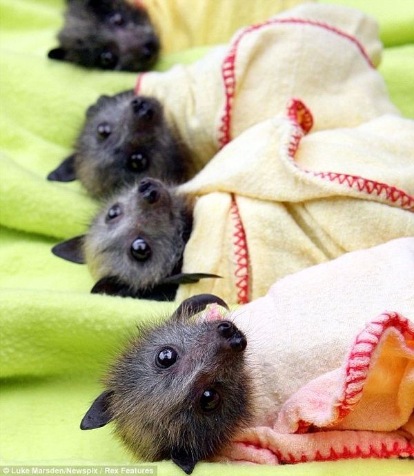 BabyBats