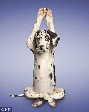 DogDottyDalmationLotusPosition