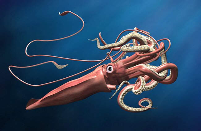 GiantSquid