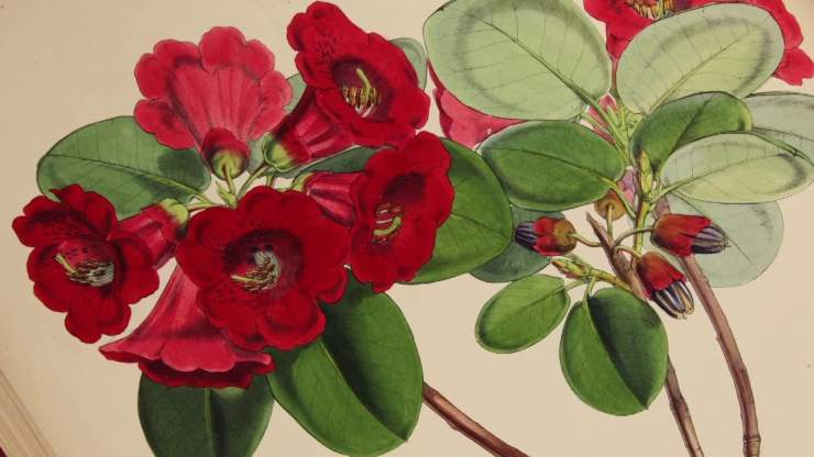 JosephHookerRhododendron