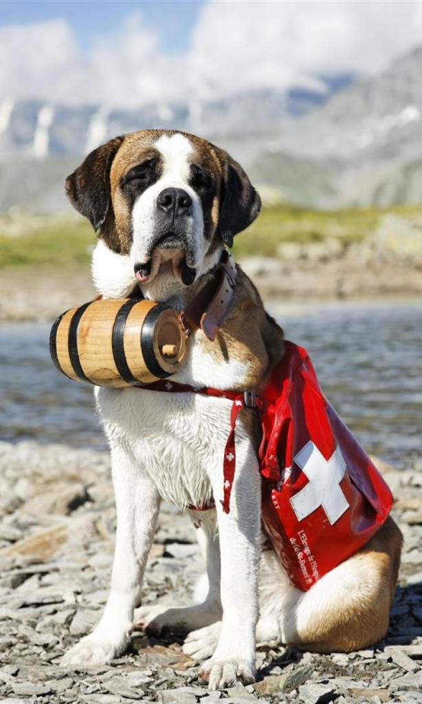 StBernardDog