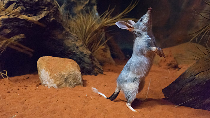 AustralianBilby