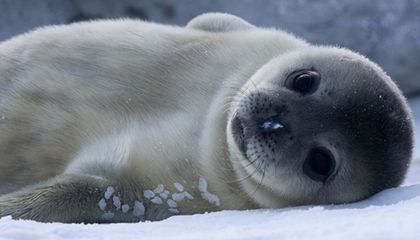 BabyWeddellSeal