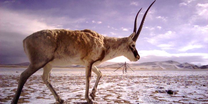 ChiruTibetanAntelope