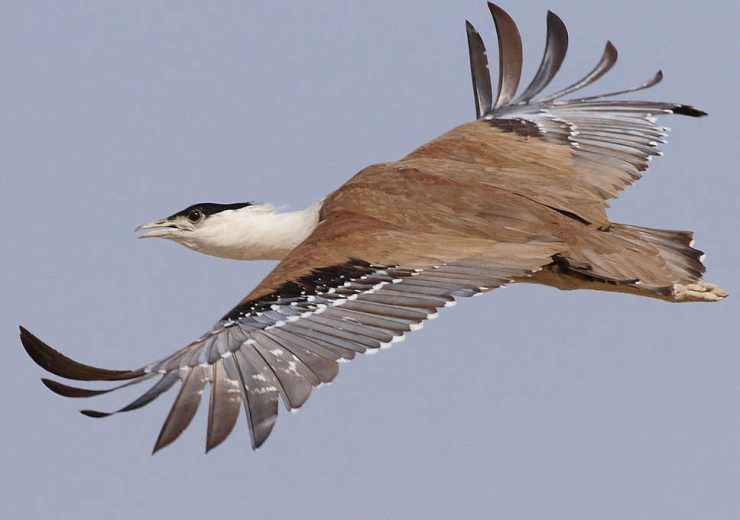 GreatIndianBustard
