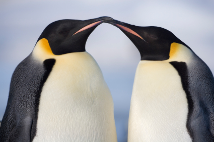 Emperor Penguins, Antarctica