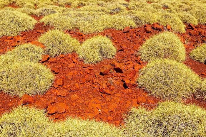 Spinifex
