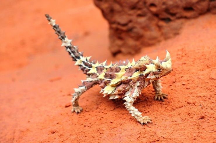 ThornyDevil