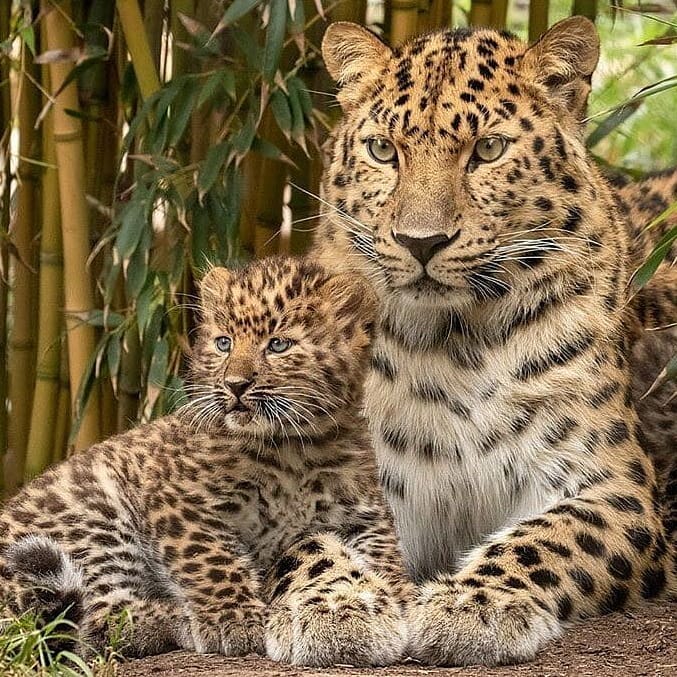 ArabianLeopardAndCub