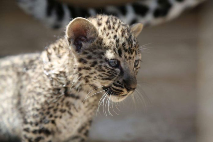 ArabianLeopardCub