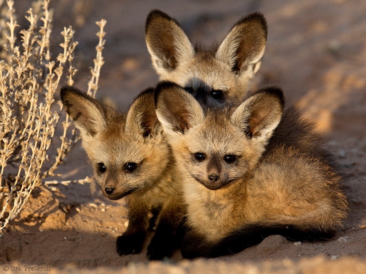 BabyBatEaredFoxes2
