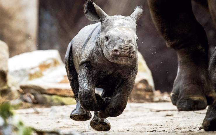 BabyBlackRhino