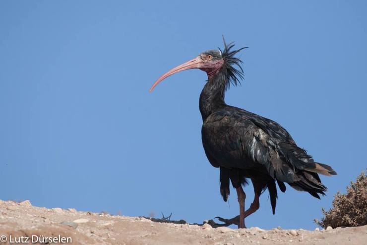 Northern Bald Ibis (Geronticus eremita)