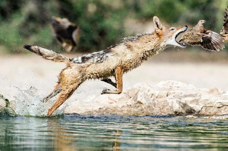 BlackBackedJackalSandGrousePeterChadwick