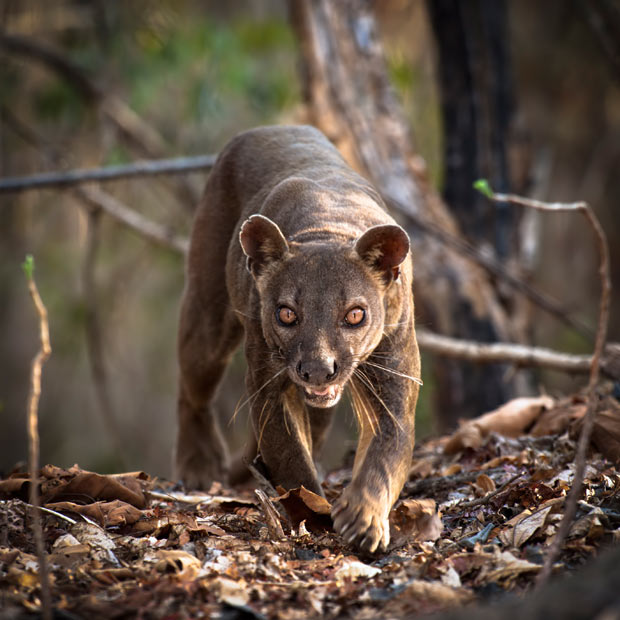 fossa