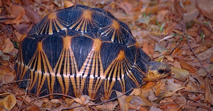 RadiatedTortoise