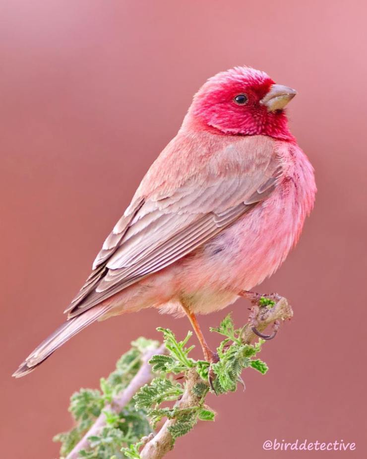 SinaiRosefinch