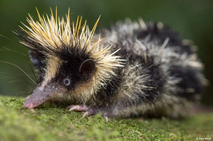 StreakedTenrec