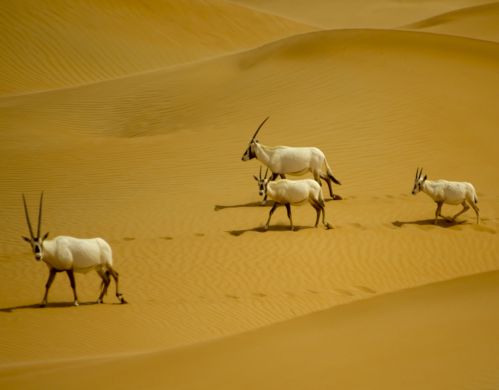 ArabianOryx