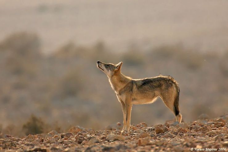 ArabianWolf2