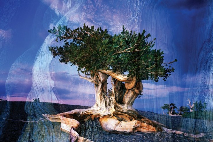 BristleconePineGreatBasinPark