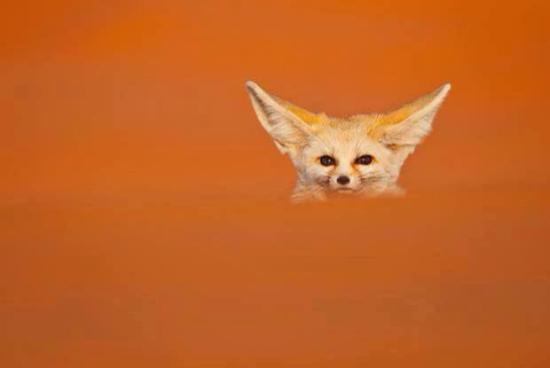 DesertFox