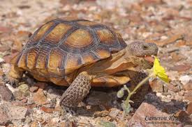 DesertTortoise