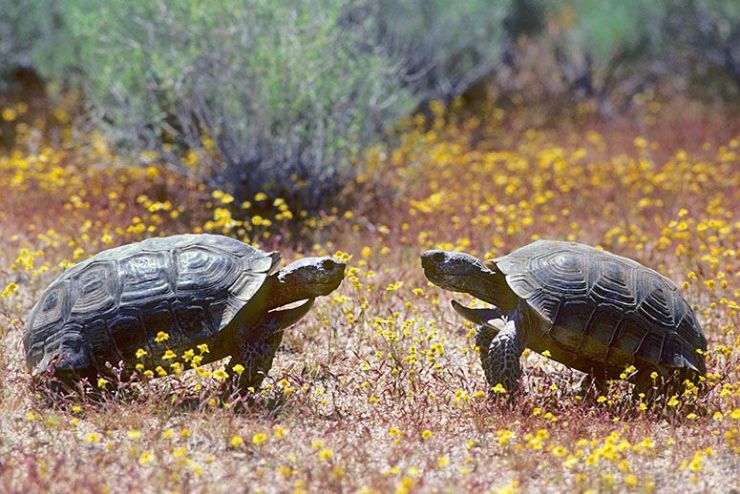 DesertTortoises