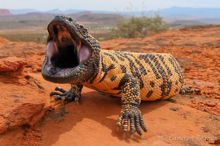 GilaMonster
