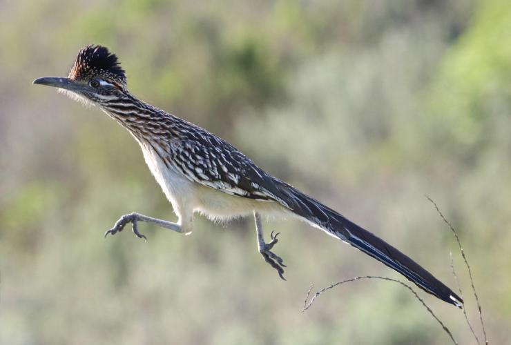 GreaterRoadrunner