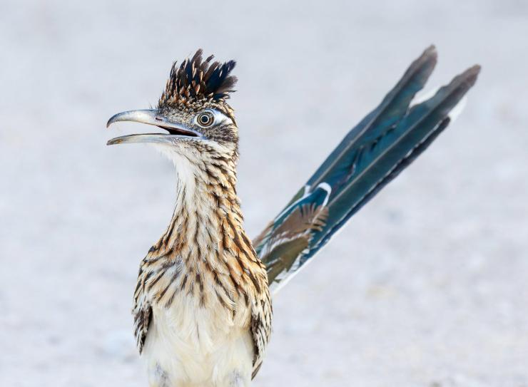 GreaterRoadrunner2